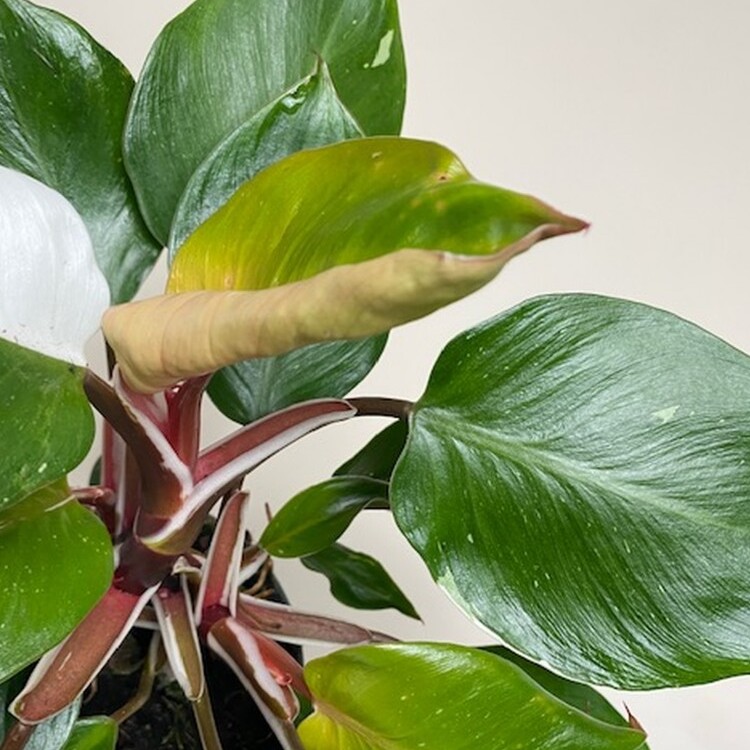 Филодендрон Вайт Кнайт, или Филодендрон Белый Рыцарь (Philodendron White Knight) D6см