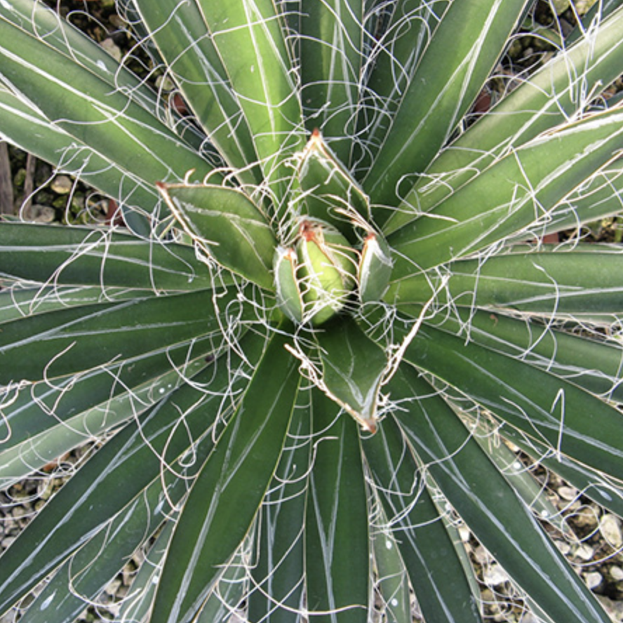 Агава Нитеносная (Agave Filifera) D8,5см