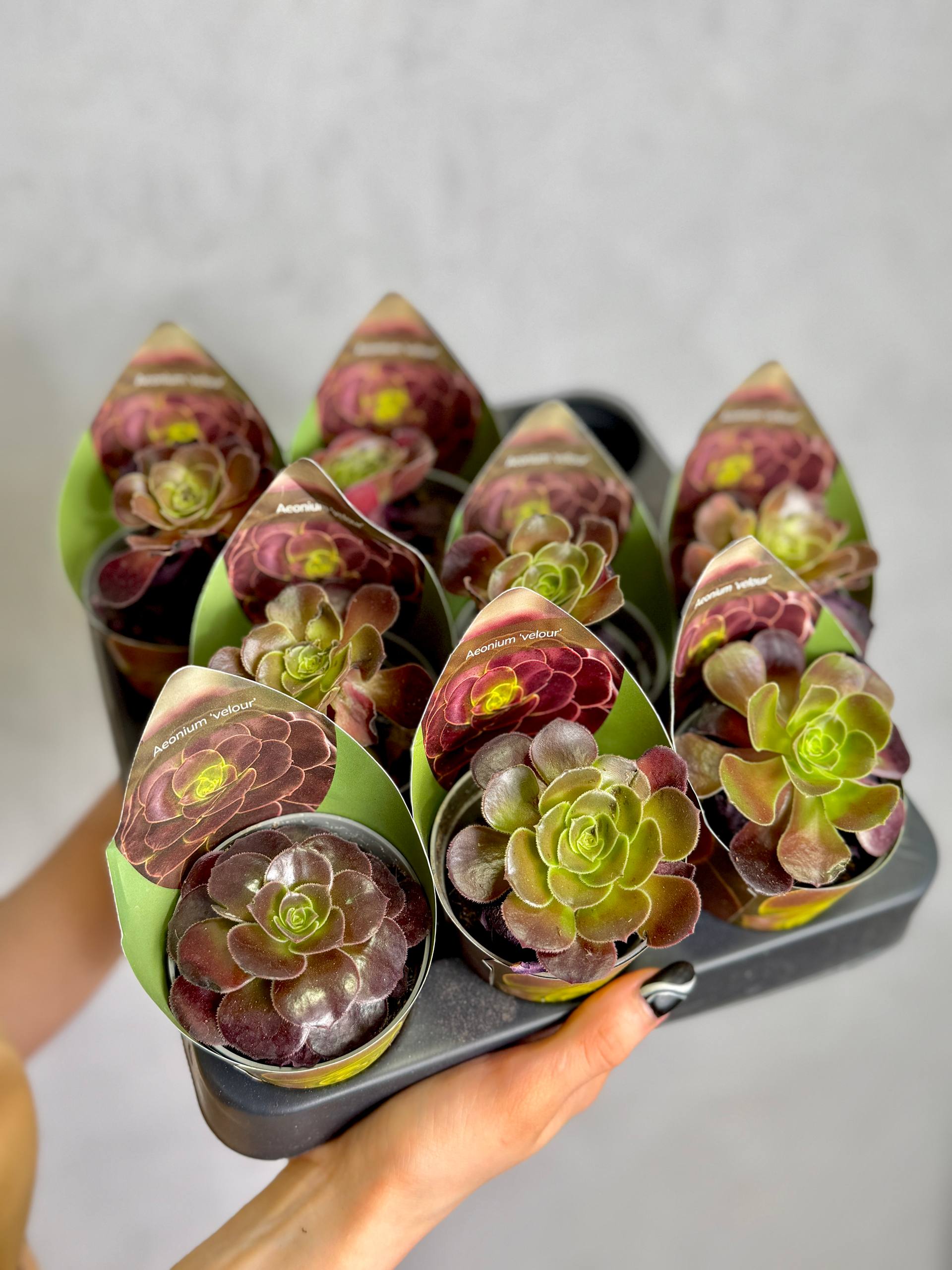 Эониум Велюр (Aeonium Velour) D6,5см