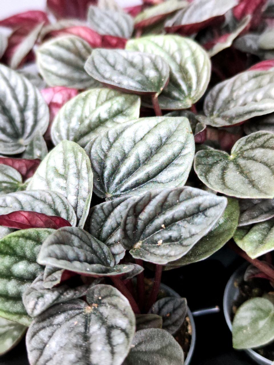 Пеперомия каперата Бразилия (Peperomia Caperata Brasilia) D5см