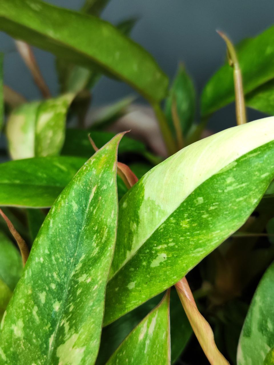 Филодендрон Вариегатный Нэрроу Эскейп Ринг Оф Файер (Philodendron Narrow Ring of Fire) D6см