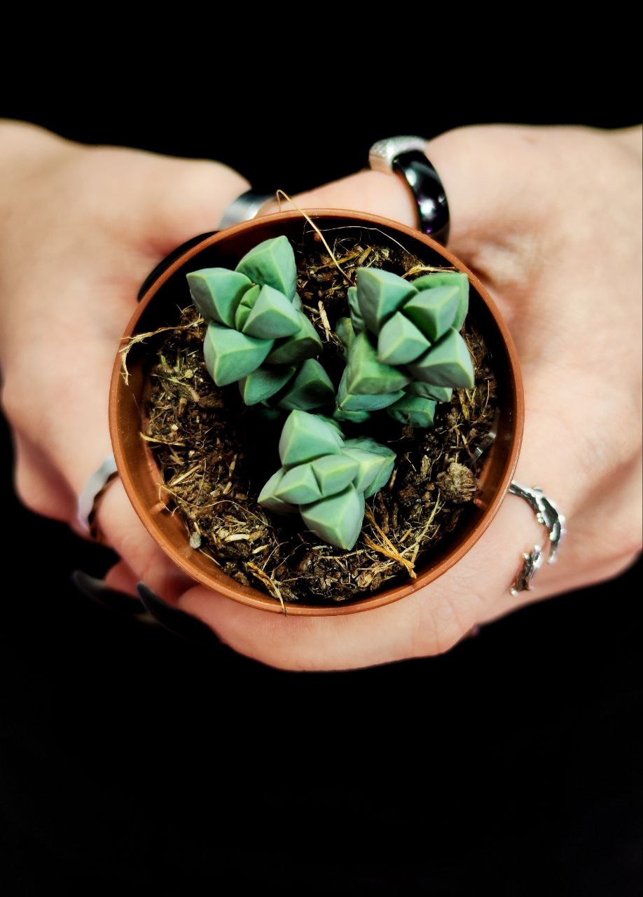 Делосперма Лемана (Delosperma Lehmannii) D5см