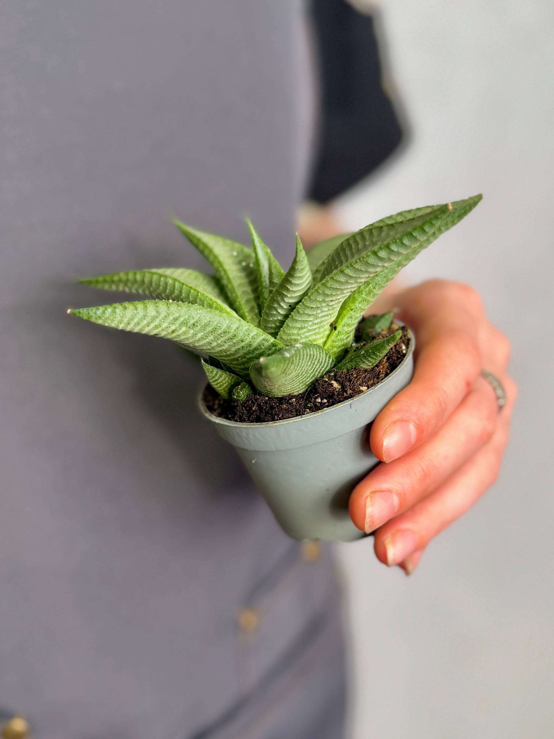 Хавортия Лимифолия Роукс (Haworthia Limifolia Roux) D5см