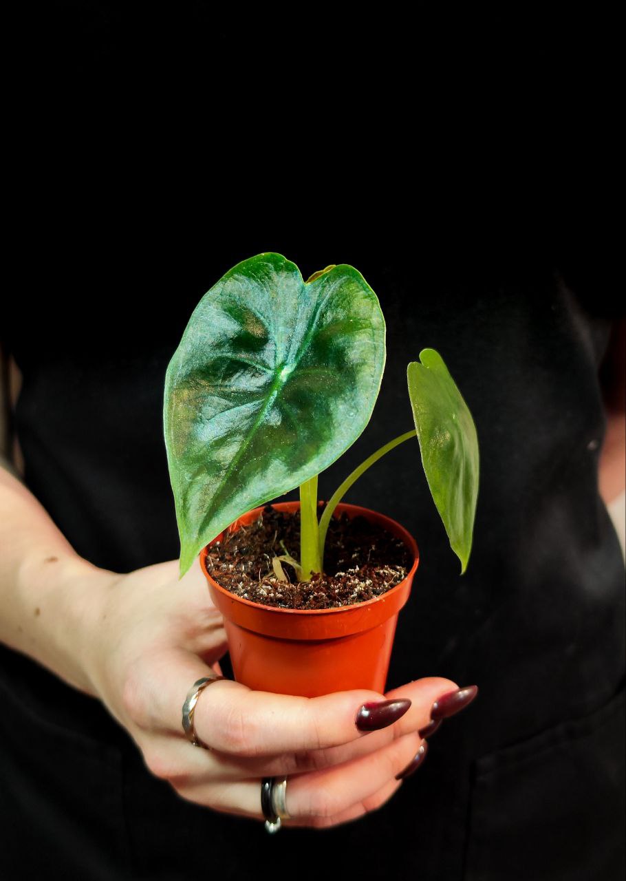 Алоказия Голден Бонни (Alocasia Golden Bone) D6см