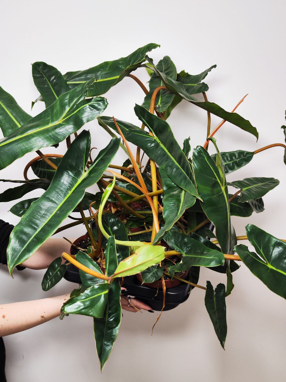 Филодендрон Биллитау Грин (Philodendron Billietiae Green) D12см