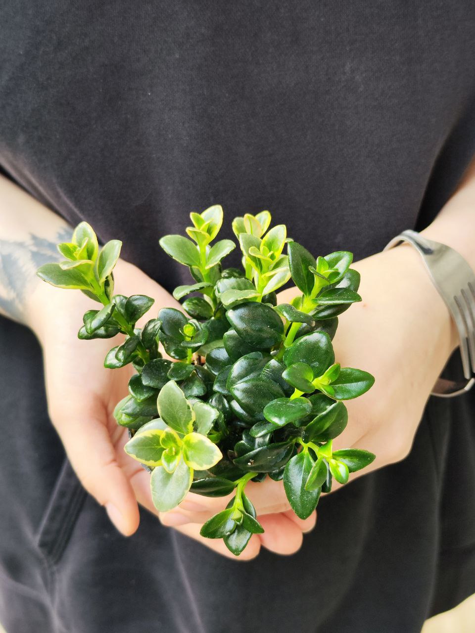 Нематантус Вариегатный, или Золотая Рыбка (Nematanthus Variegated) D6см