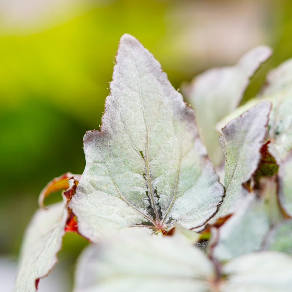 Бегония Рекс Сильвер Лайт (Begonia Rex Silver Light) D12см