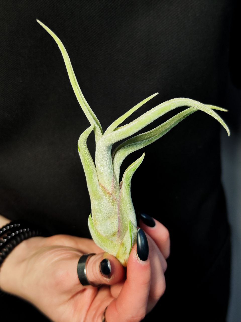 Тилландсия Голова Медузы (Tillandsia Caput Medusae)