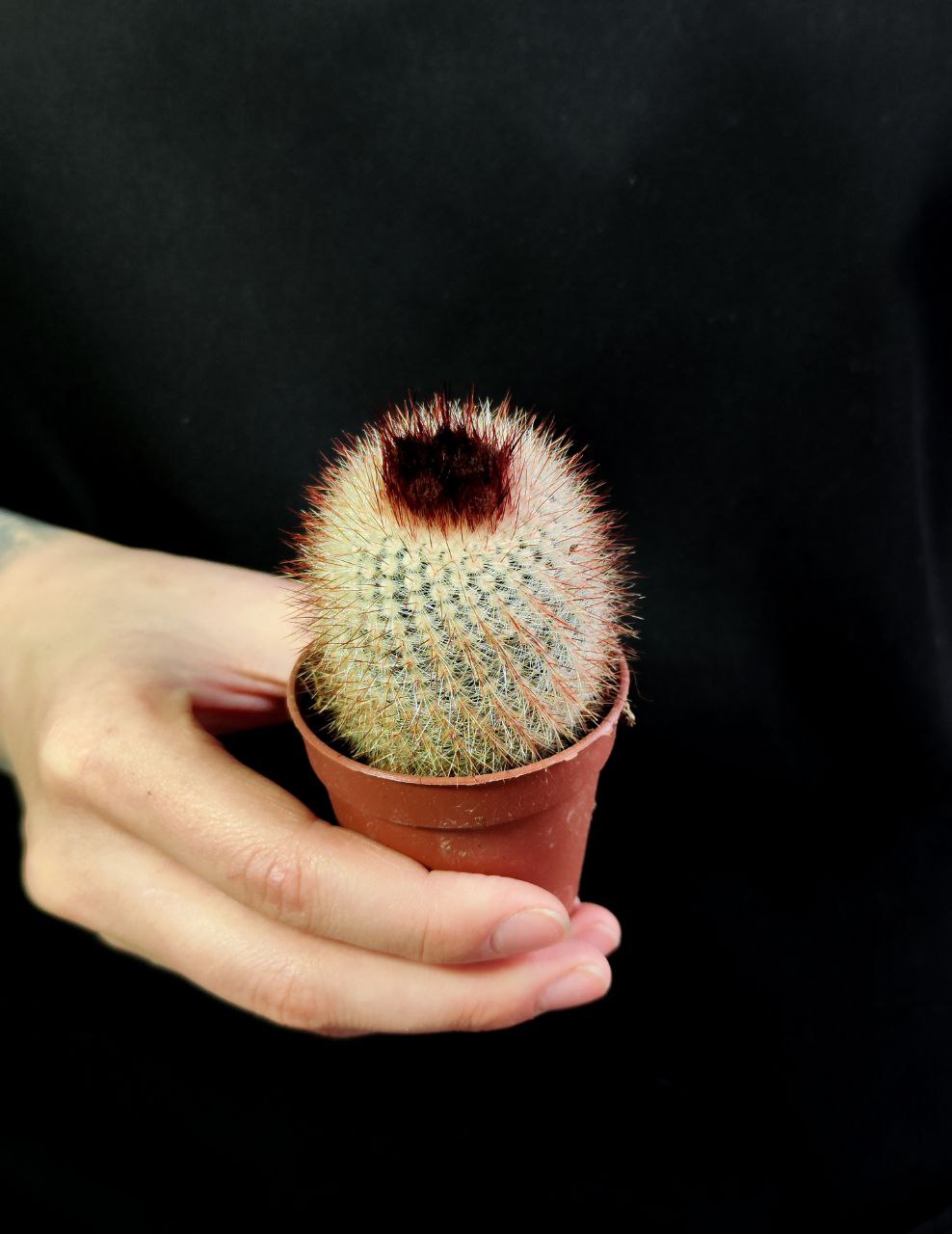 Нотокактус Метельчатый (Notocactus Scopa) D5см