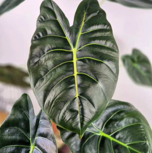 Алоказия Голден Бонни (Alocasia Golden Bone) D6см