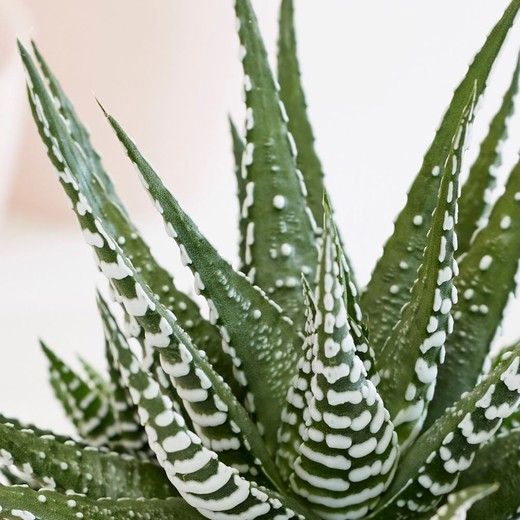 Хавортия Полосатая (Haworthia Fasciata) D5см