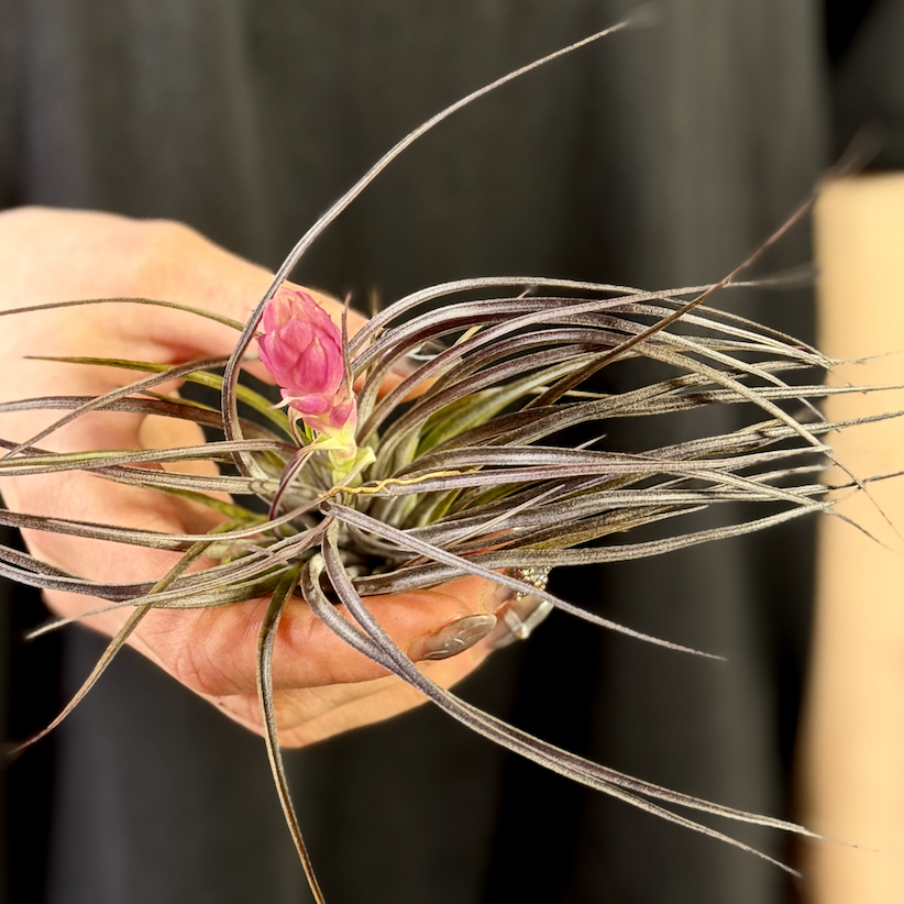 Тилландсия Стрикта Миднайт (Tillandsia Stricta Midnight)