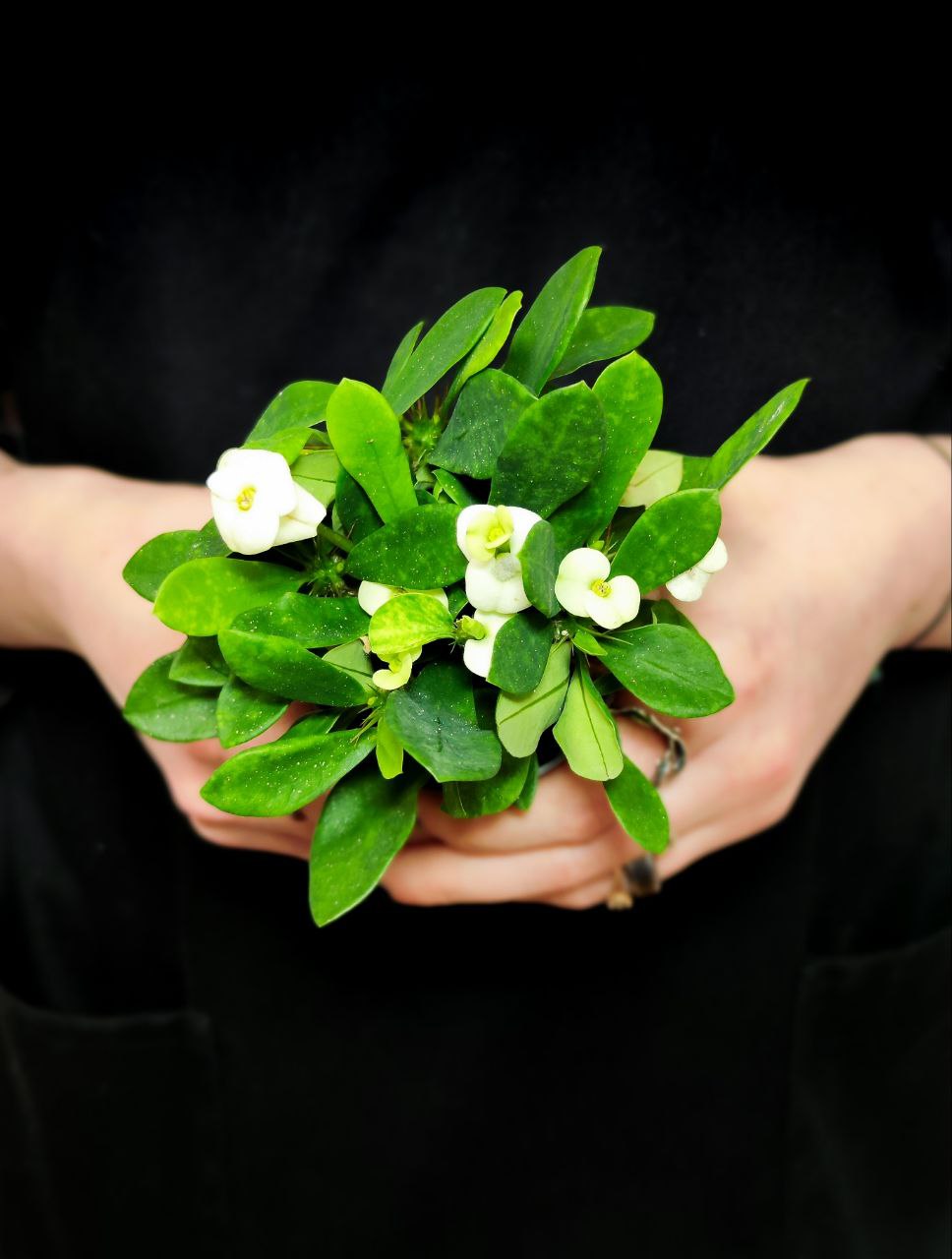 Молочай Миля Белая (Euphorbia Milii White) D6см