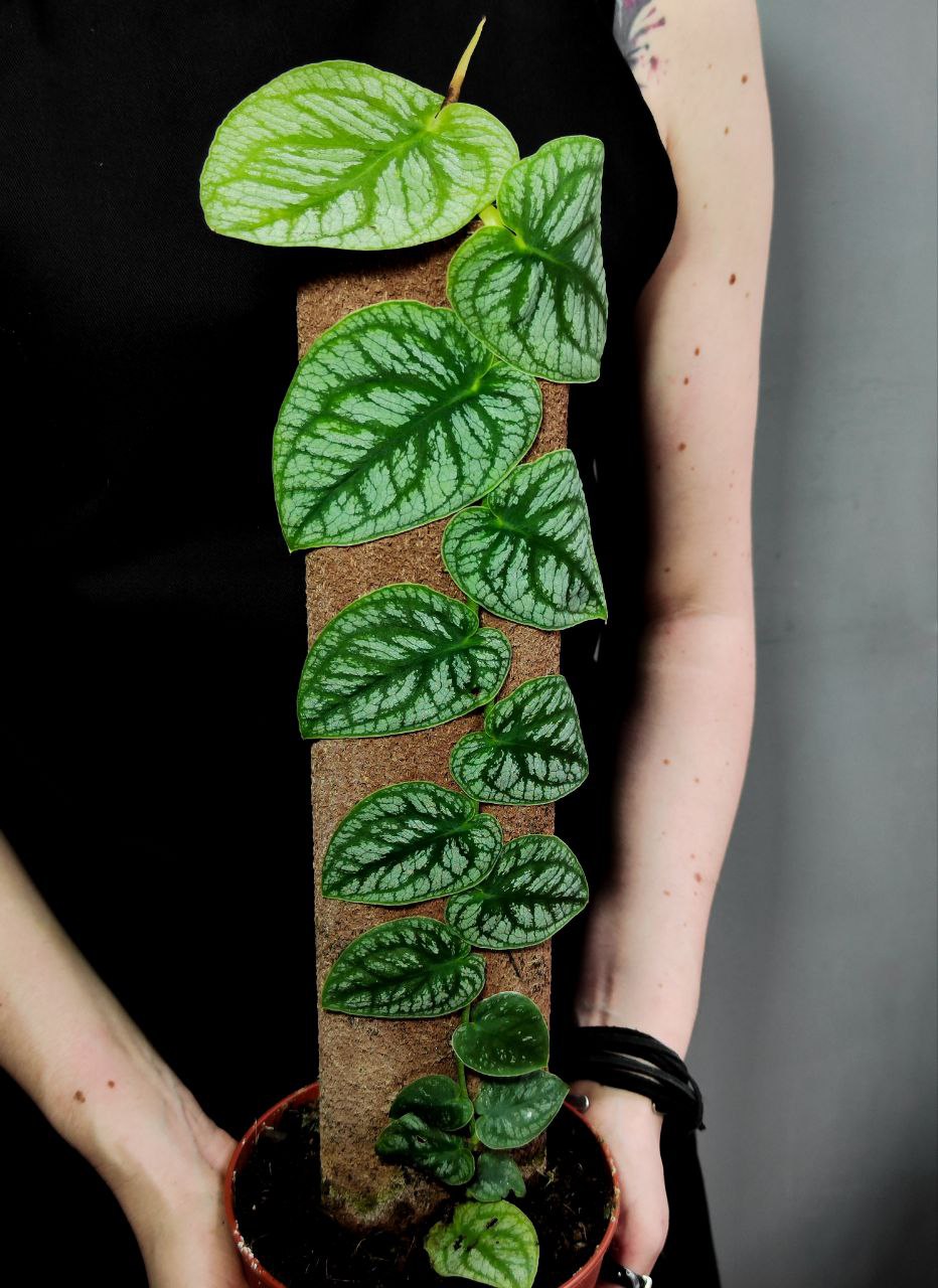 Монстера Дубиа (Monstera Dubia) D14см