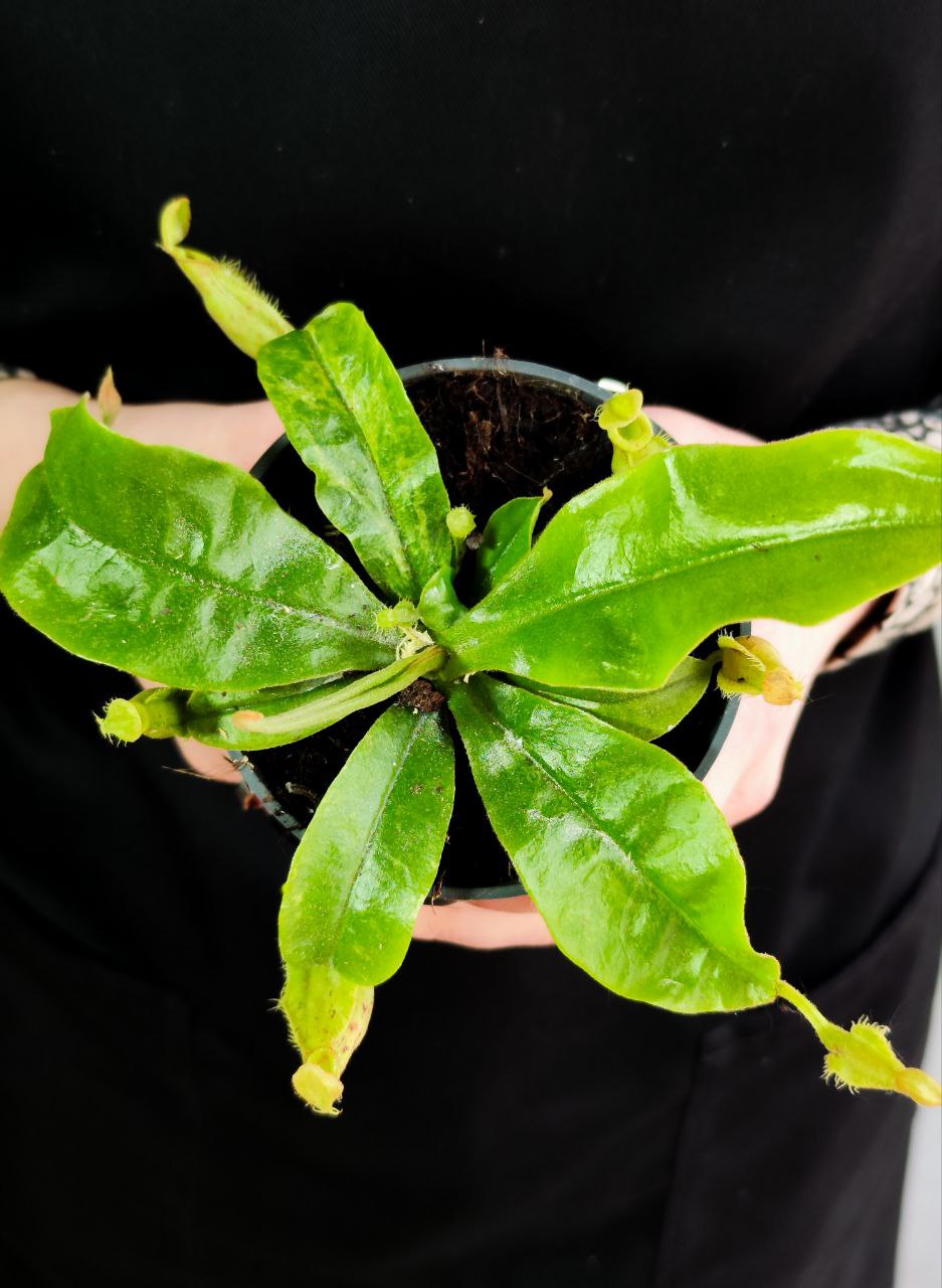 Непентес Марбл Хукериана (Nepenthes Hookeriana Marble) D9см
