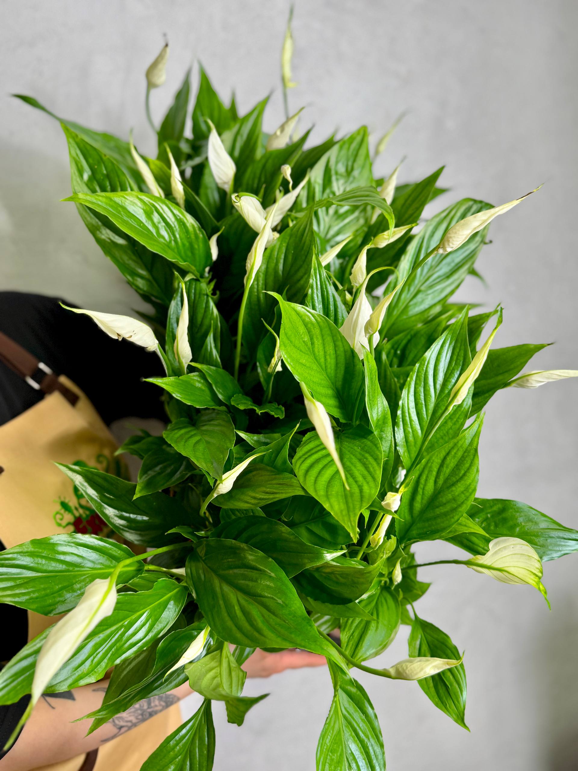 Спатифиллум Торелли (Spathiphyllum Torelli) D12см