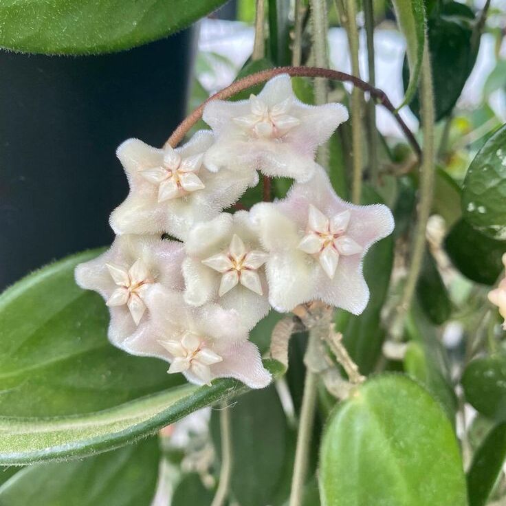 Хойя Вангвингенсис (Hoya Vangviengiensis) D10см