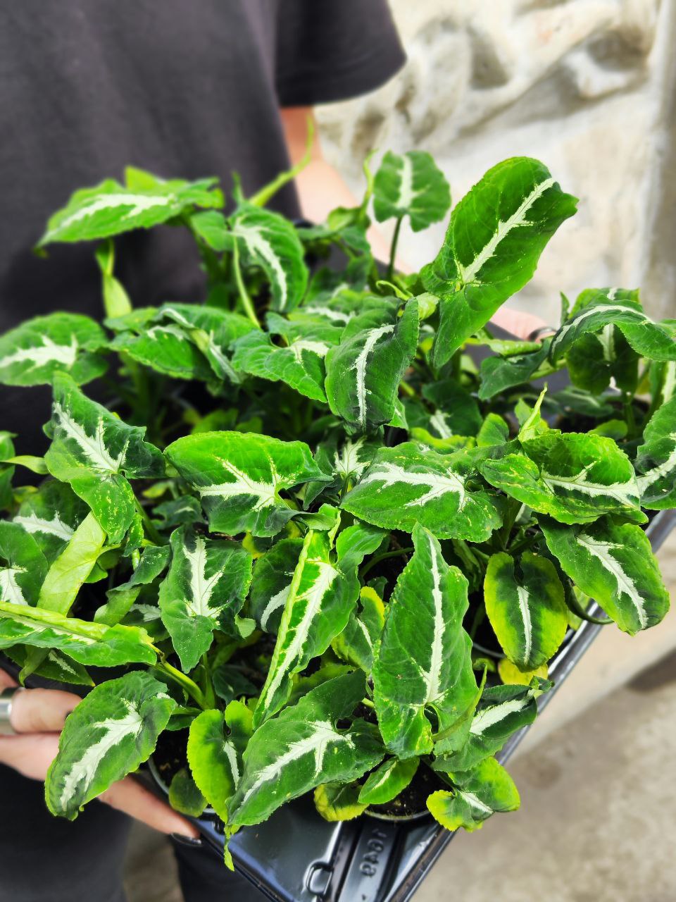 Сингониум Вендланда (Syngonium Wendlandii) D6см