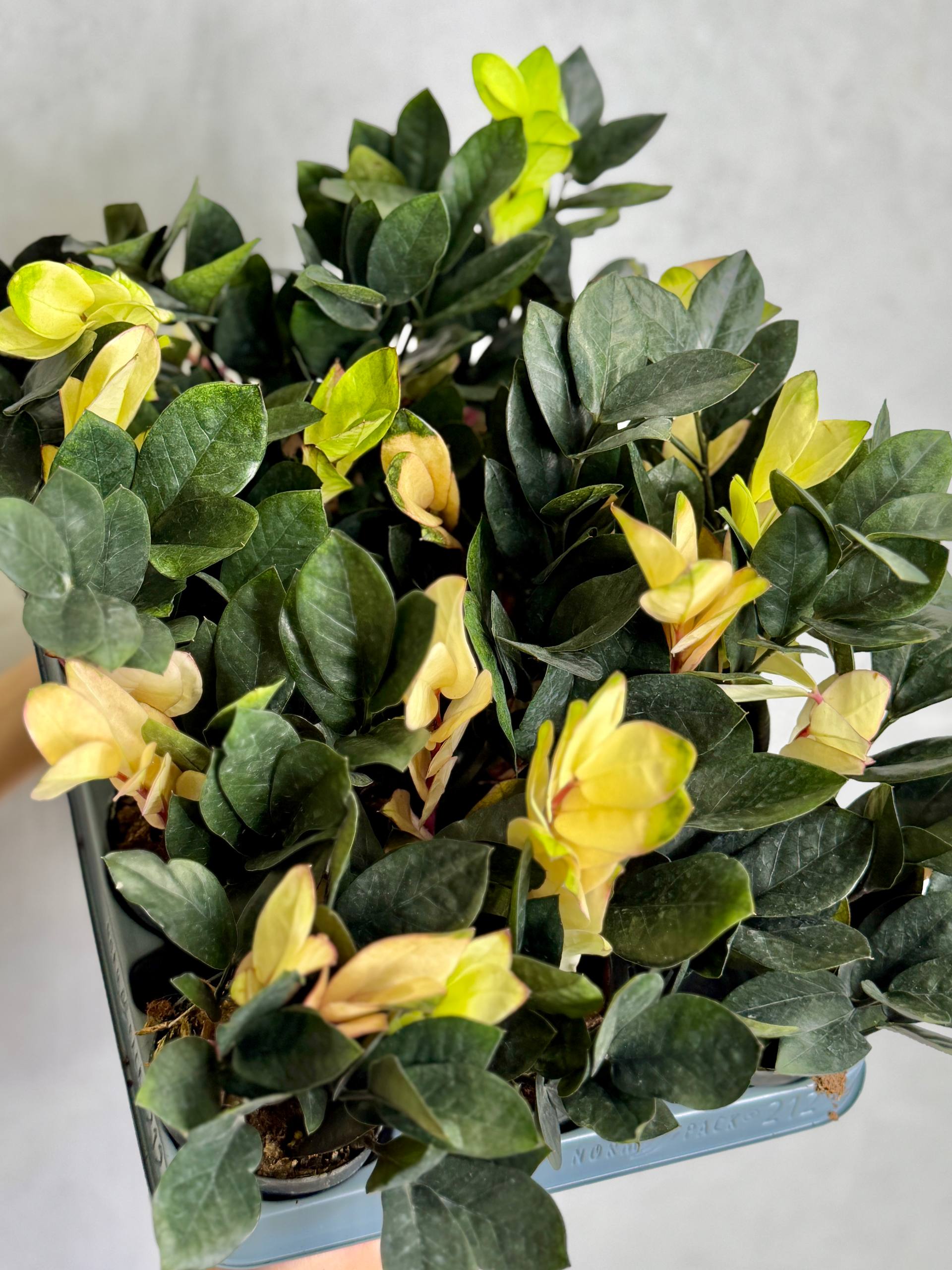 Замиокулькас Китайский Гибрид (Zamioculcas Chinese Hybrid) D9см