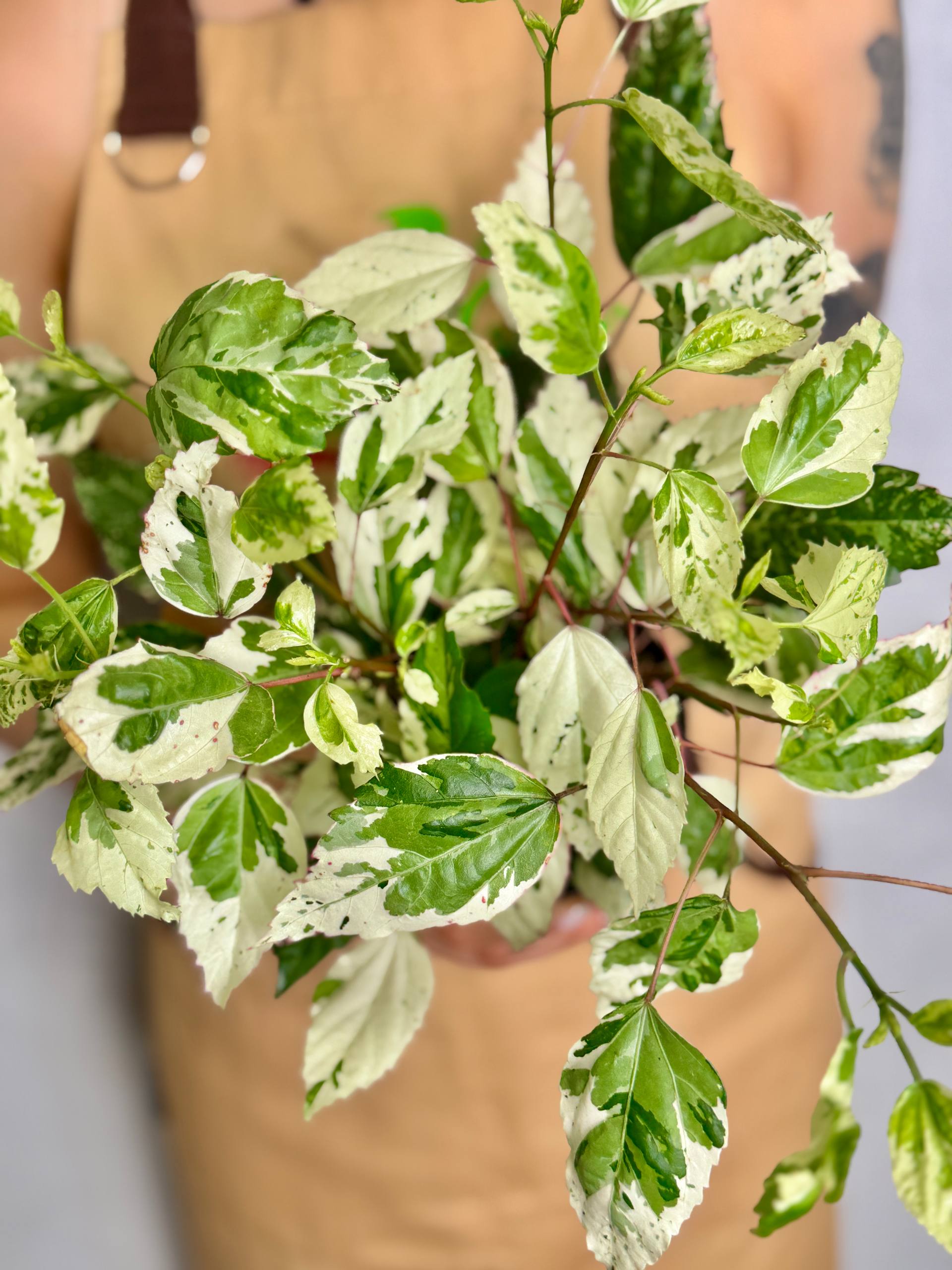 Гибискус Вариегатный (Hibiscus Rosa-Sinensis Variegata) D12см