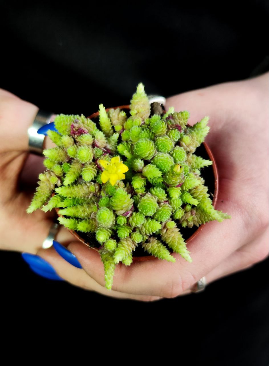 Монантес Полифилла (Monanthes Pollyphylla) D5см