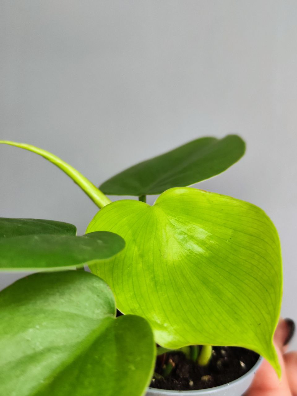 Филодендрон Сканденс Зеленый (Philodendron Scandens Green) D6см