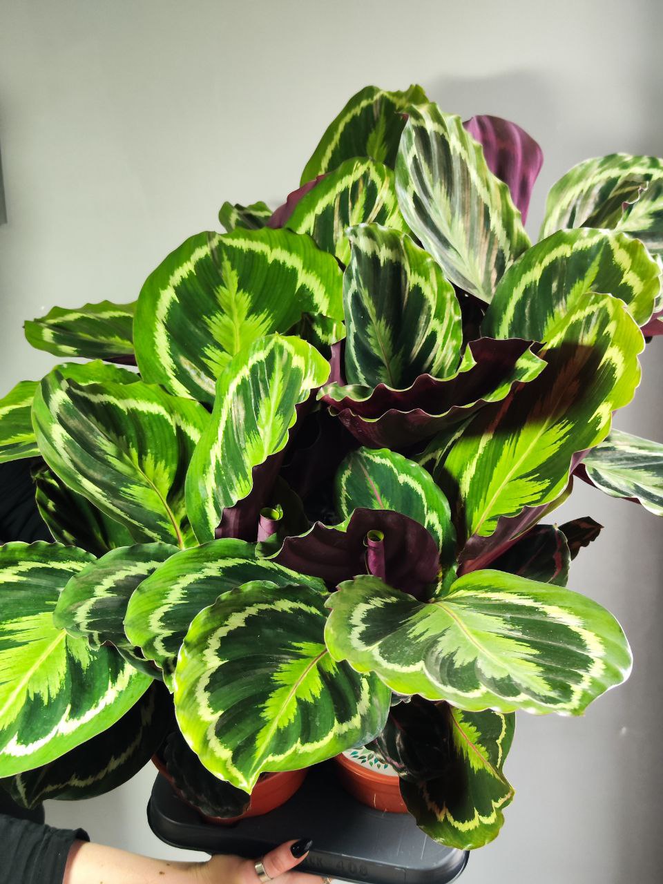 Калатея Медальон (Calathea Roseopicta Medallion) D14см