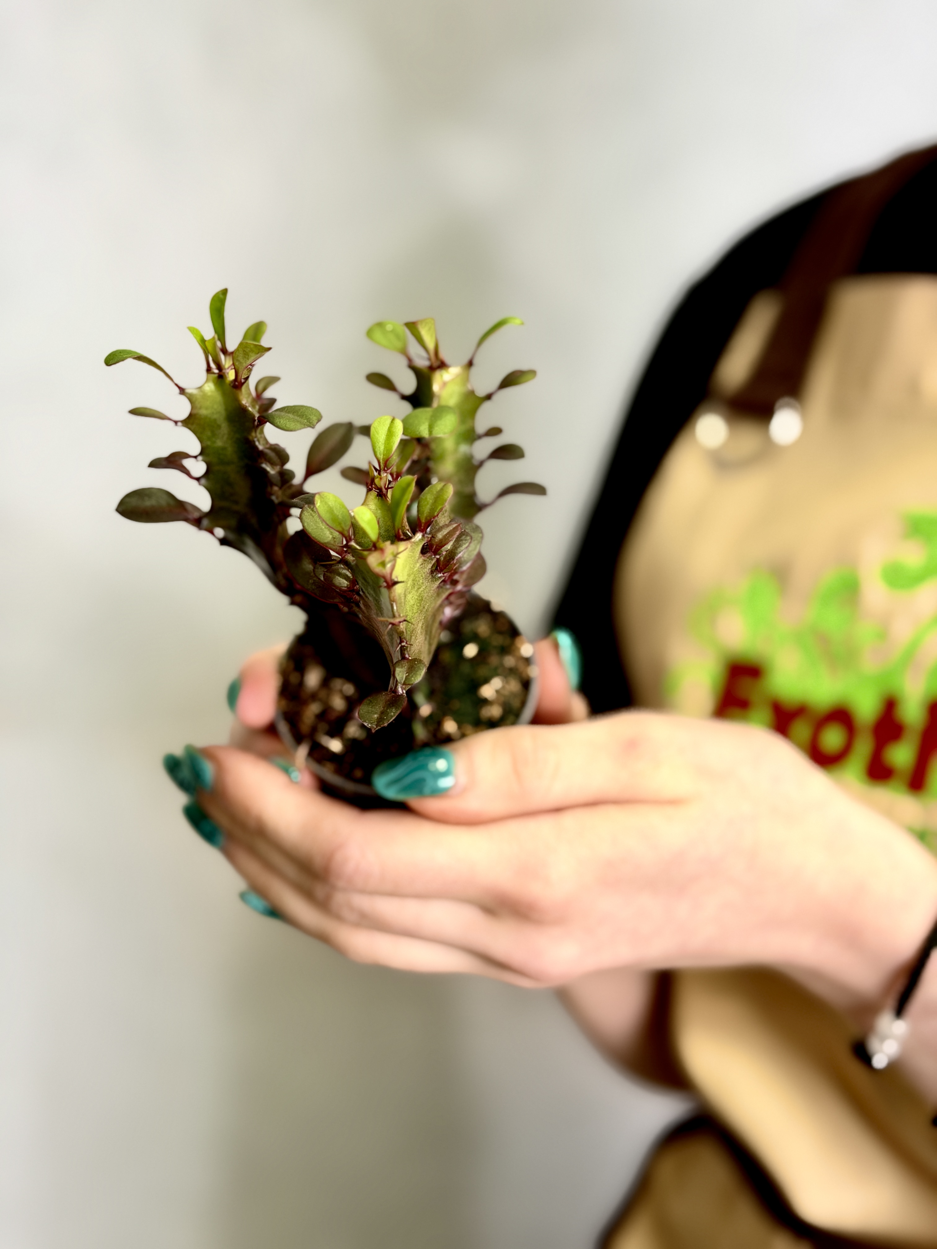 Эуфорбия Тригона Рубра, или Молочай Трёхгранный (Euphorbia Trigona Rubra) D6см