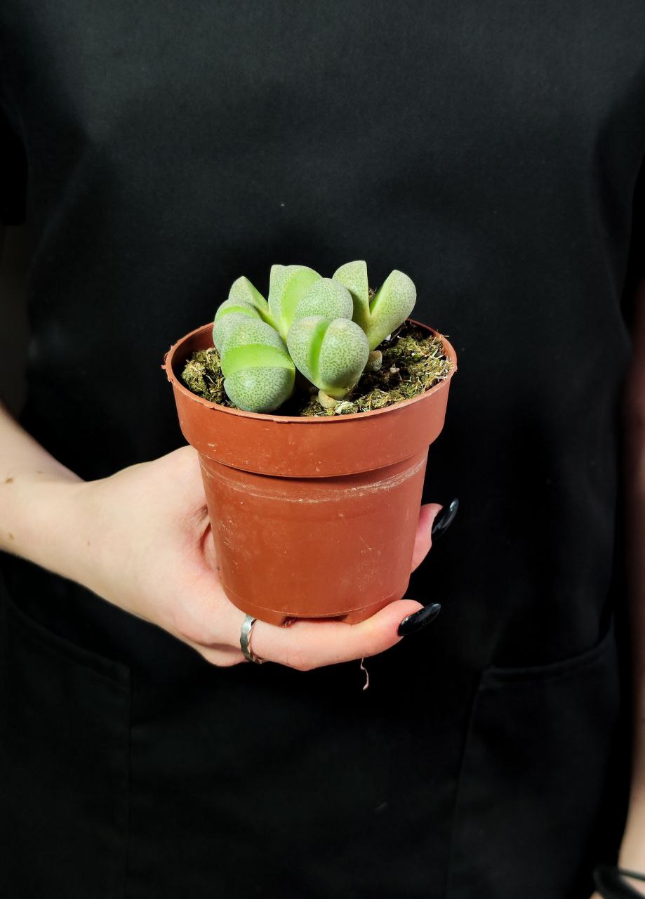 Плейоспилос Нелли Грин (Pleiospilos Nelii Green) D8см
