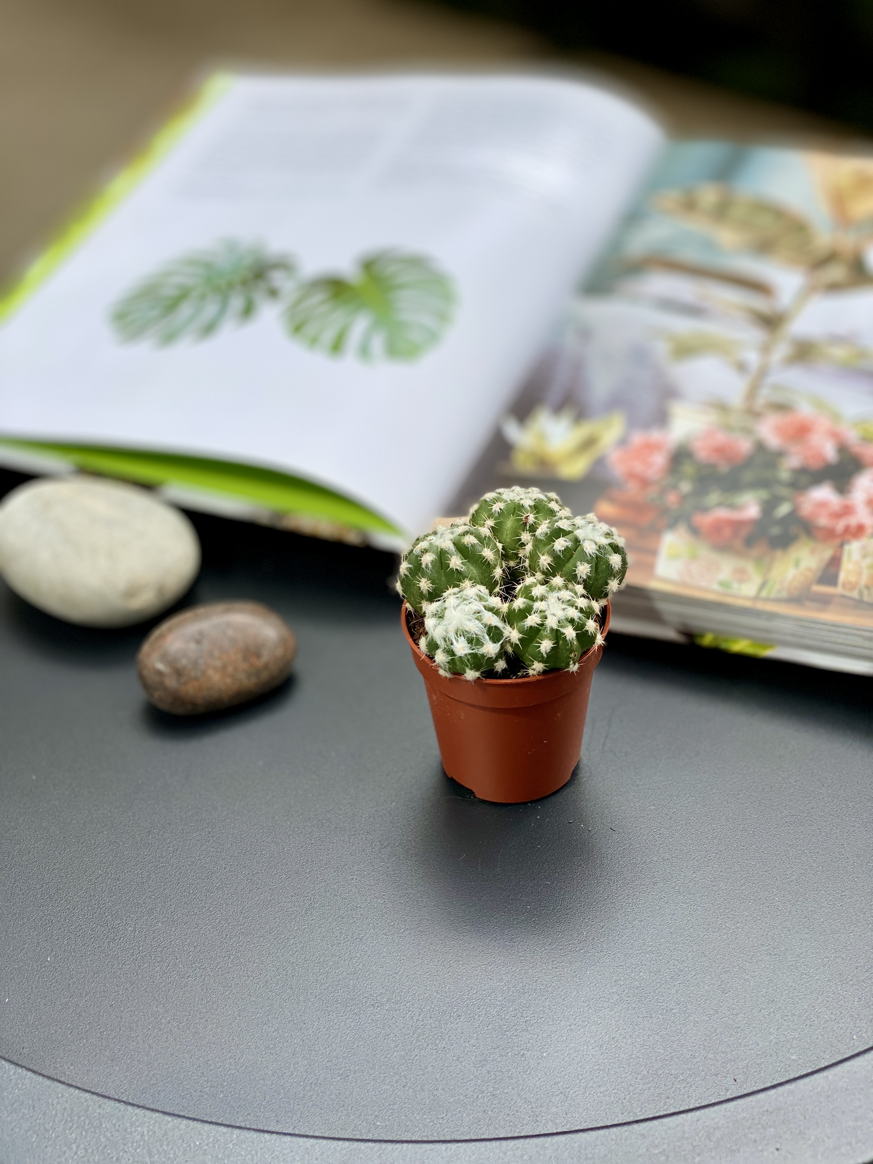 Кактус Эхинопсис Денудатум Груп (Echinopsis Denudatum Group) D5см