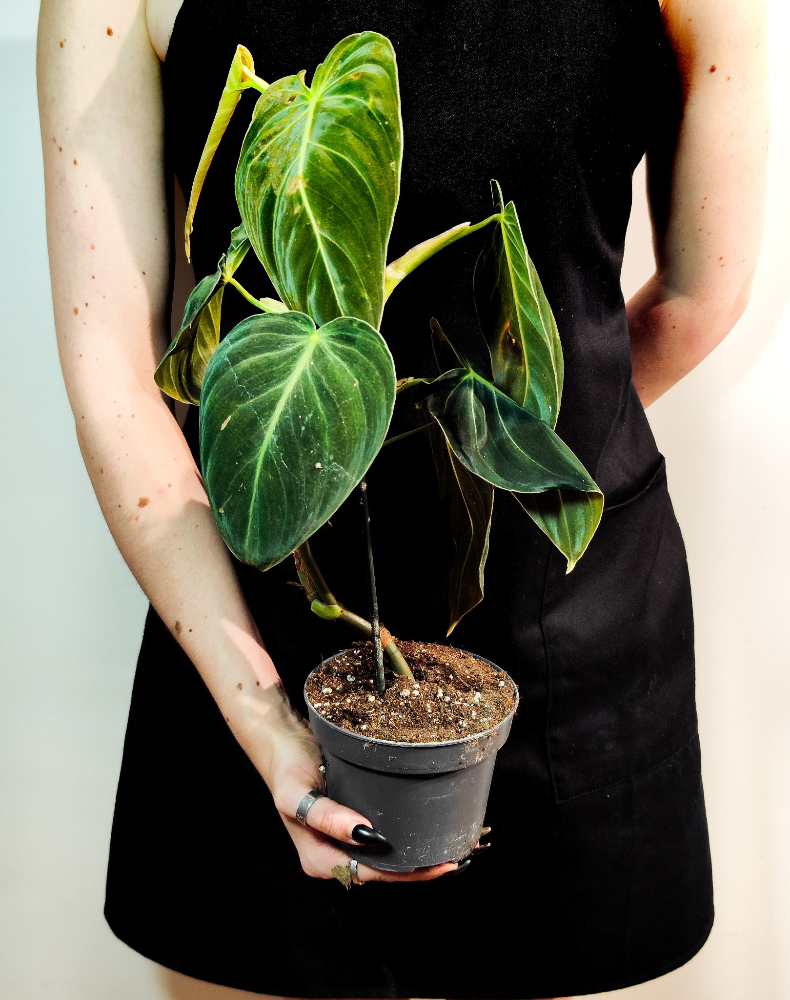 Филодендрон Меланохризум (Philodendron Melanochrysum) D12см