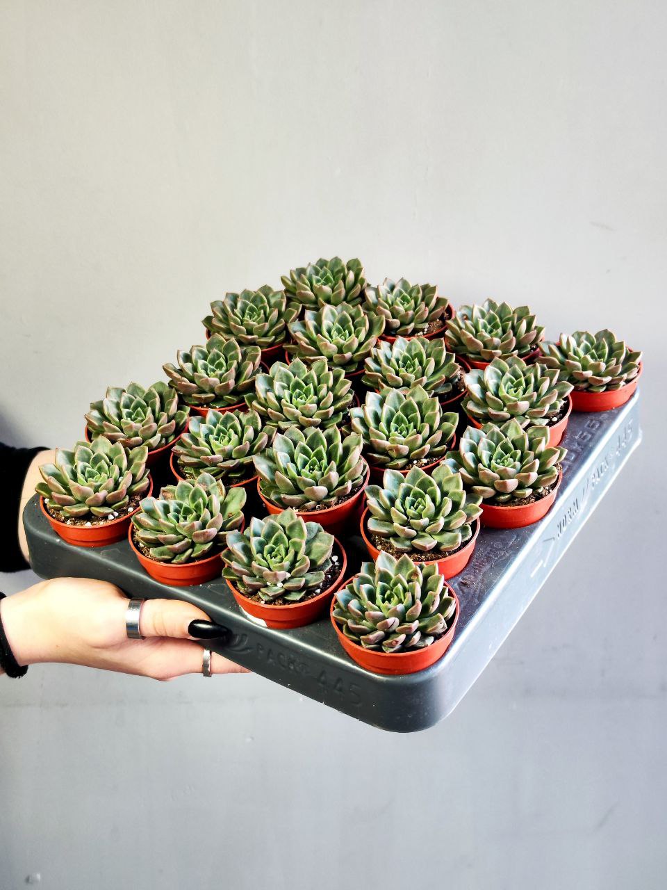 Граптопеталум Вега (Graptopetalum Vega) D5см