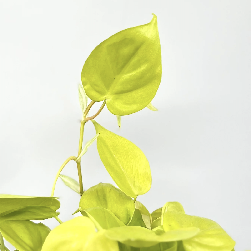 Филодендрон Сканденс Неон Лайм (Philodendron Scandens Neon Lime) D12см
