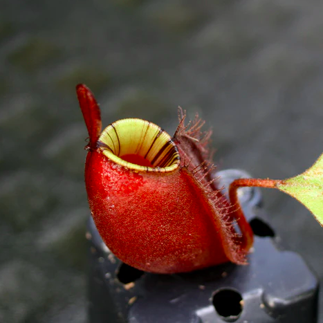 Непентес Ампулярия Красная (Nepenthes Ampullaria Red) D14см