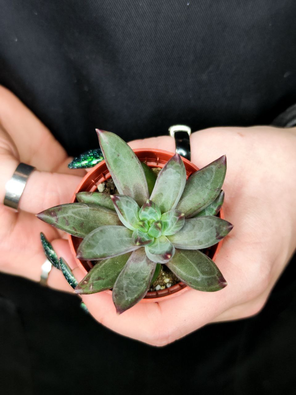 Эхеверия Элегантная (Echeveria Elegant) D5см