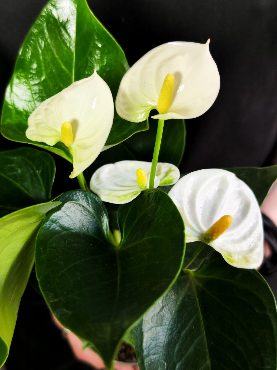 Антуриум Андре Вайт (Белый) (Anthurium Аndraeanum White) D9см
