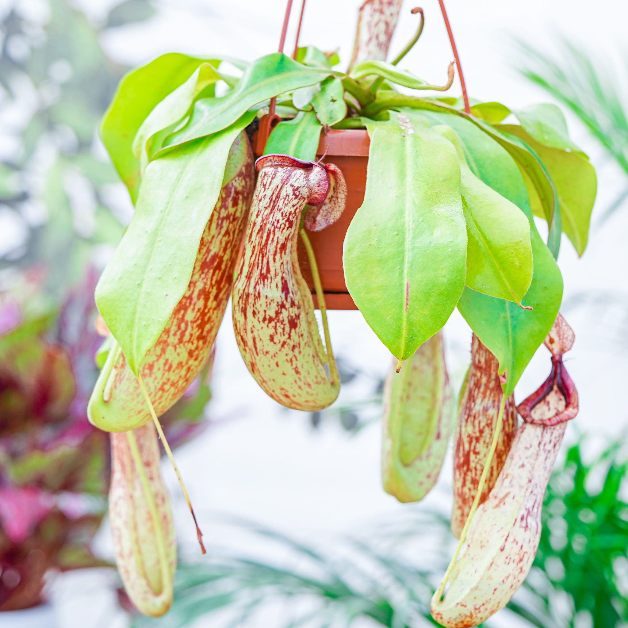 Непентес Мохито (Nepenthes Mojito) D14см