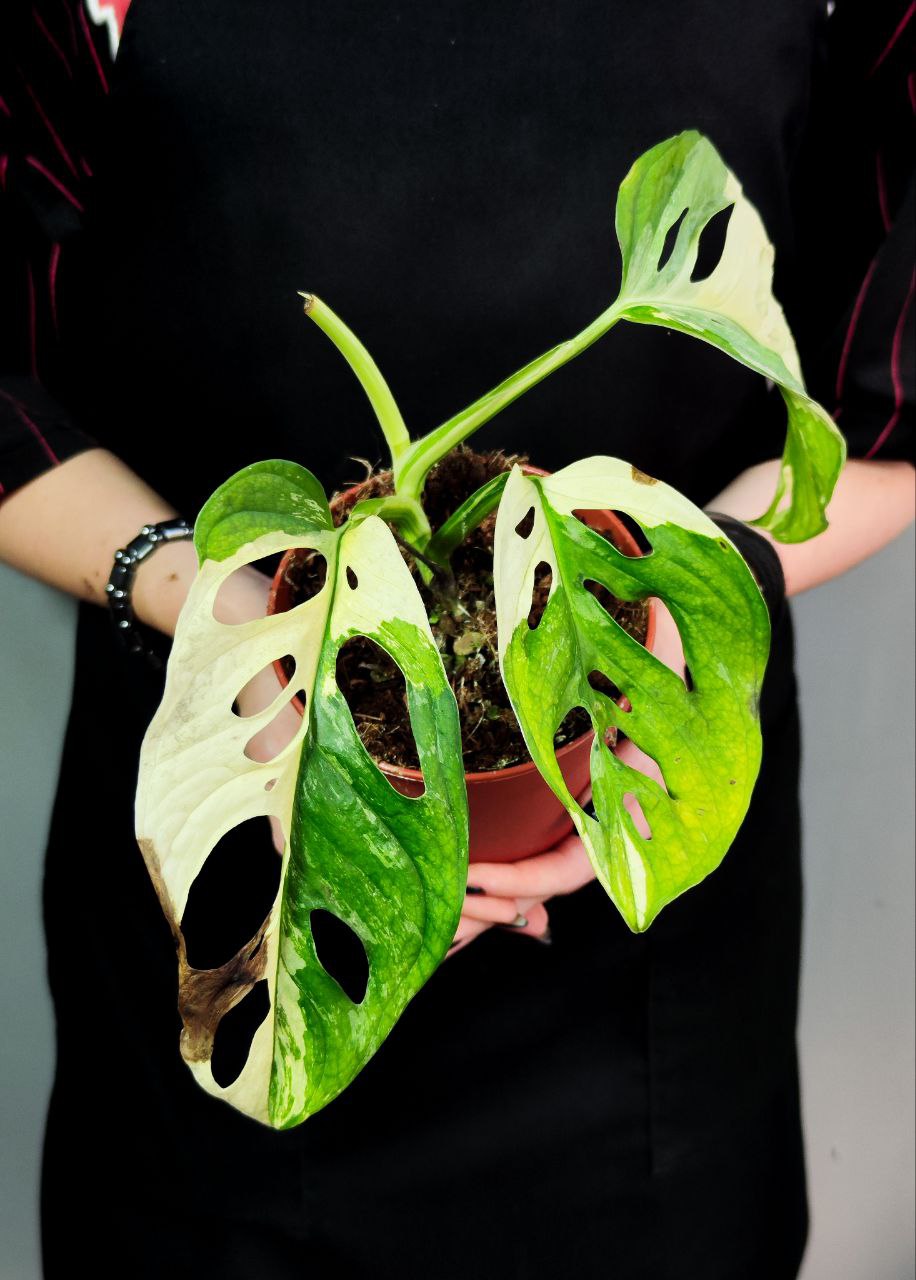 Монстера Адансона Вариегатная (Monstera Adansonii Variegata) D12см