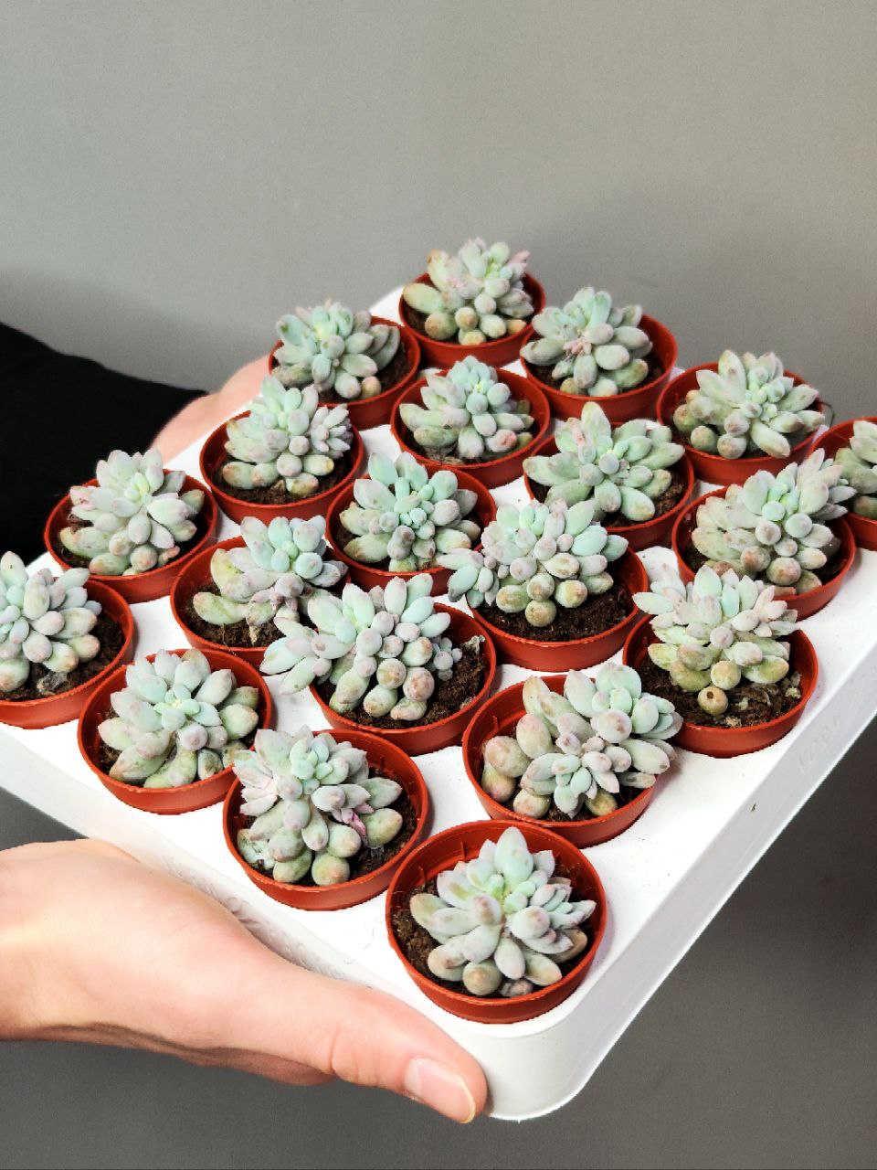 Пахифитум Мачуковый (Pachyphytum Machucae) D5см