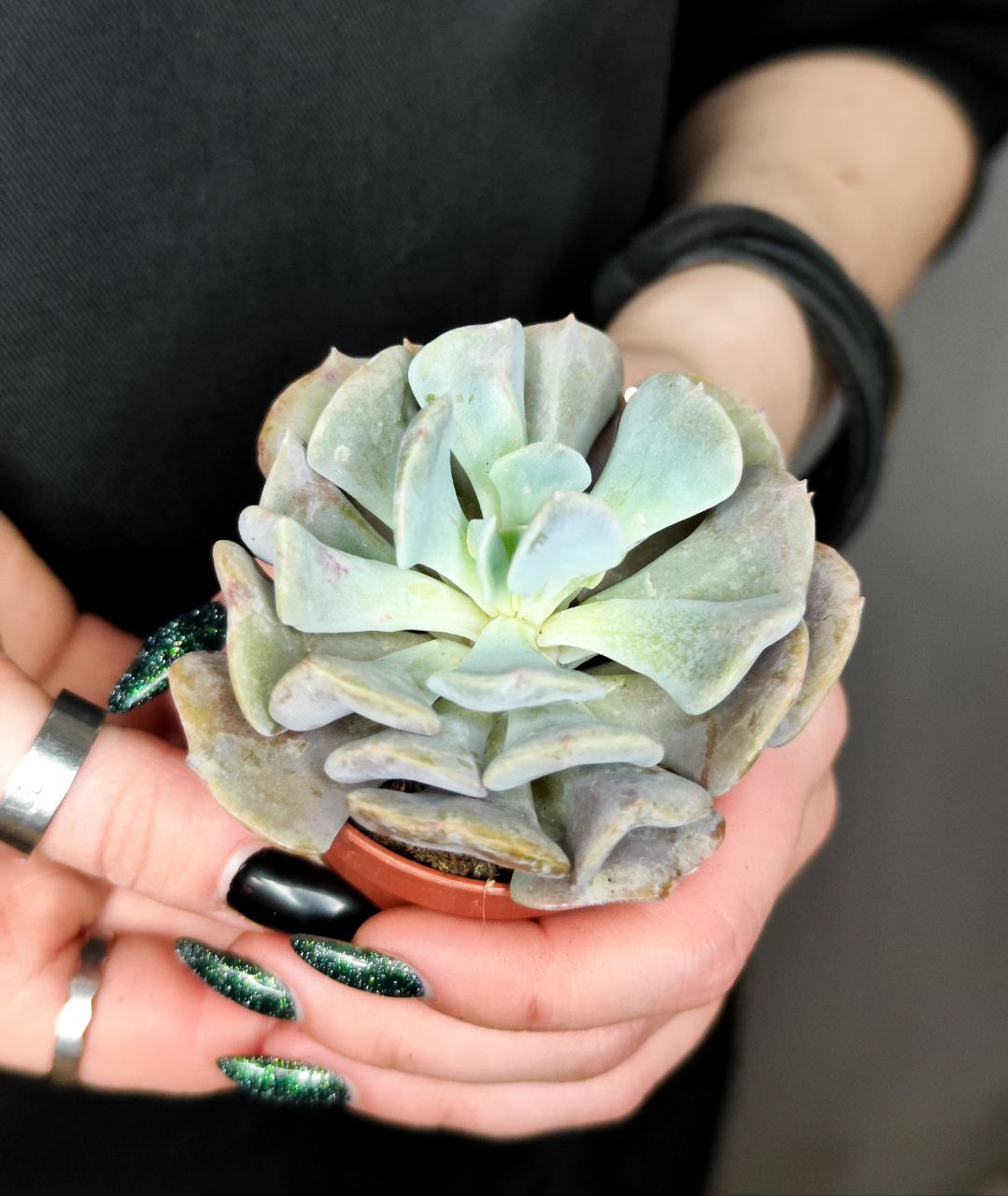 Эхеверия Кубик Фрост (Echeveria Cubic Frost) D5см