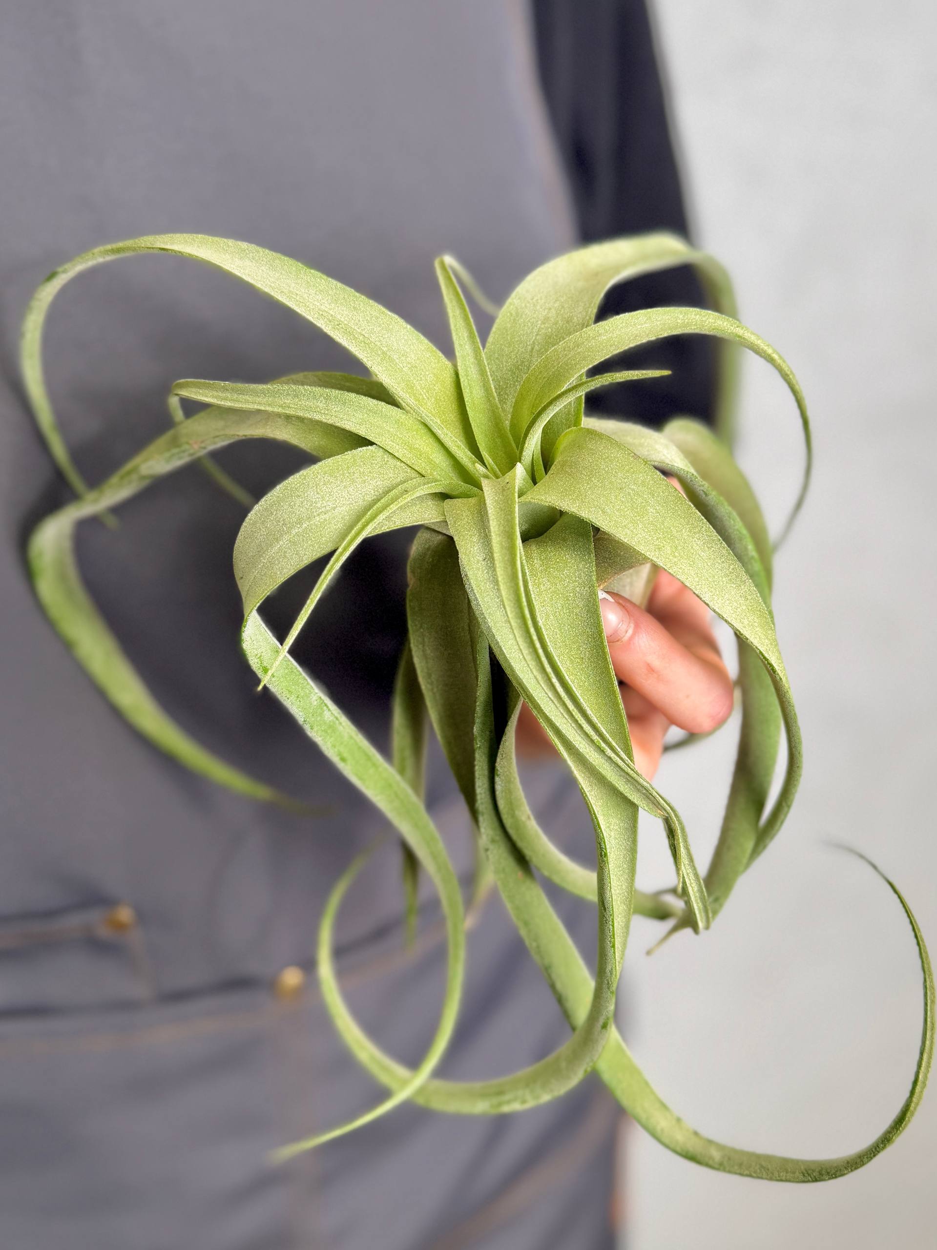 Тилландсия Стрептофилла XL (Tillandsia Streptophylla XL)