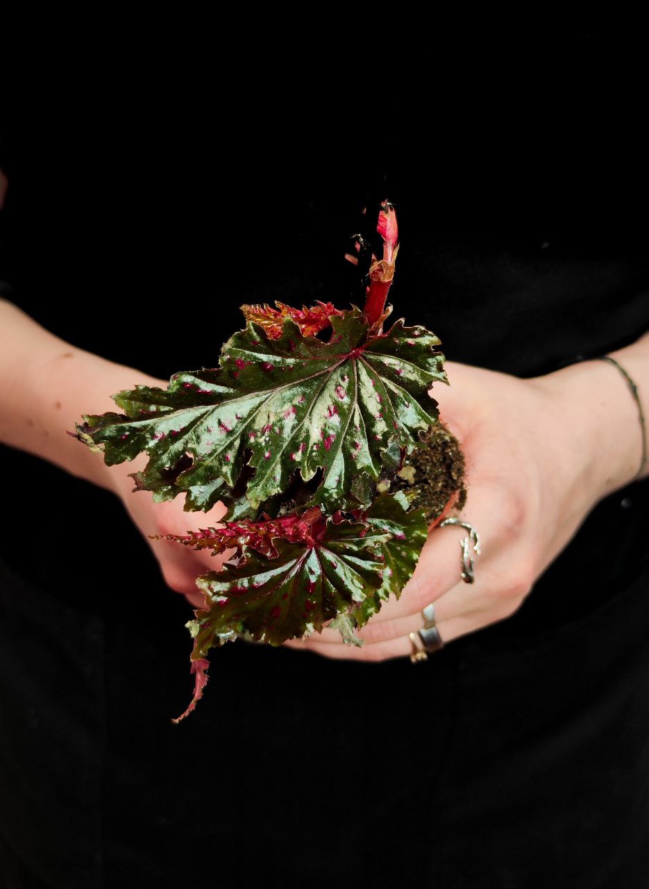 Бегония Серапитетала (Begonia Serratipetala) D6см