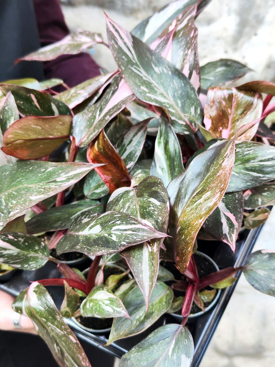 Филодендрон Пинк Принцесс Марбл (Philodendron Pink Princess Marble) D6см
