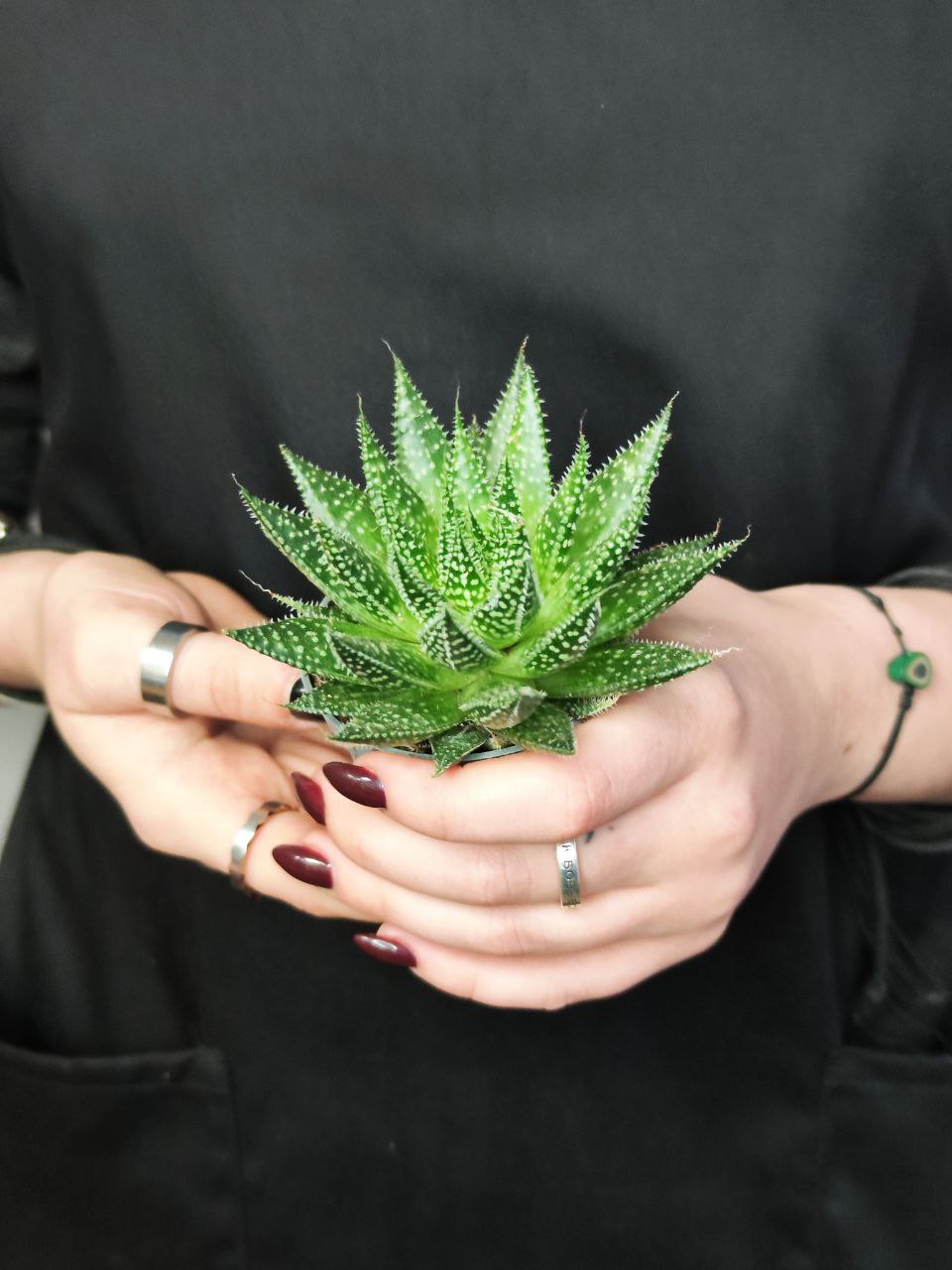 Алоэ Остистое (Aloe Aristata) D5см