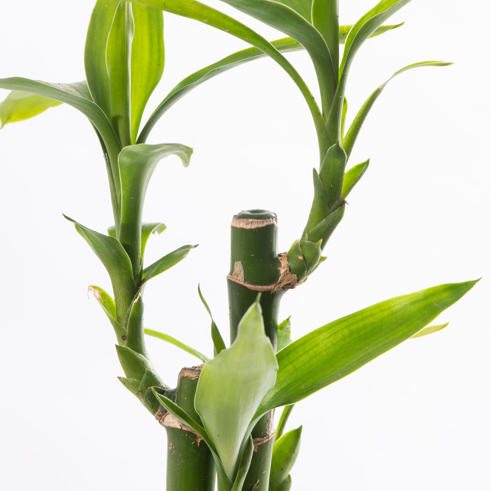 Бамбук Лаки, Драцена Сандериана (Dracaena Sanderiana Lucky Bamboo) D6см