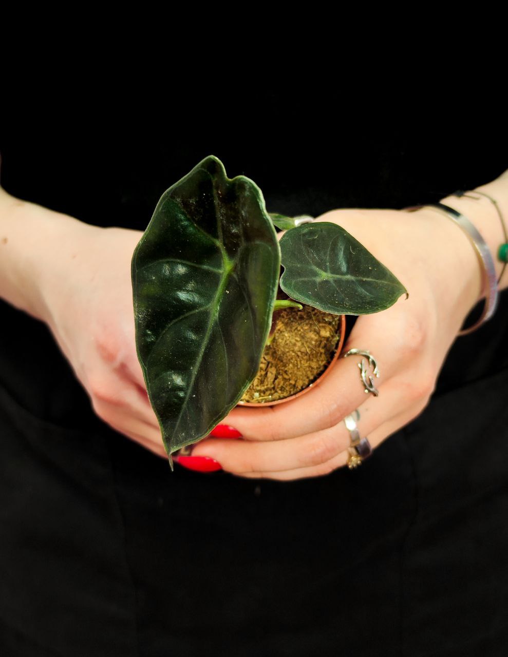 Алоказия Сухирманиана Ред Петрол (Alocasia Suhirmaniana Red Petiole) D6см