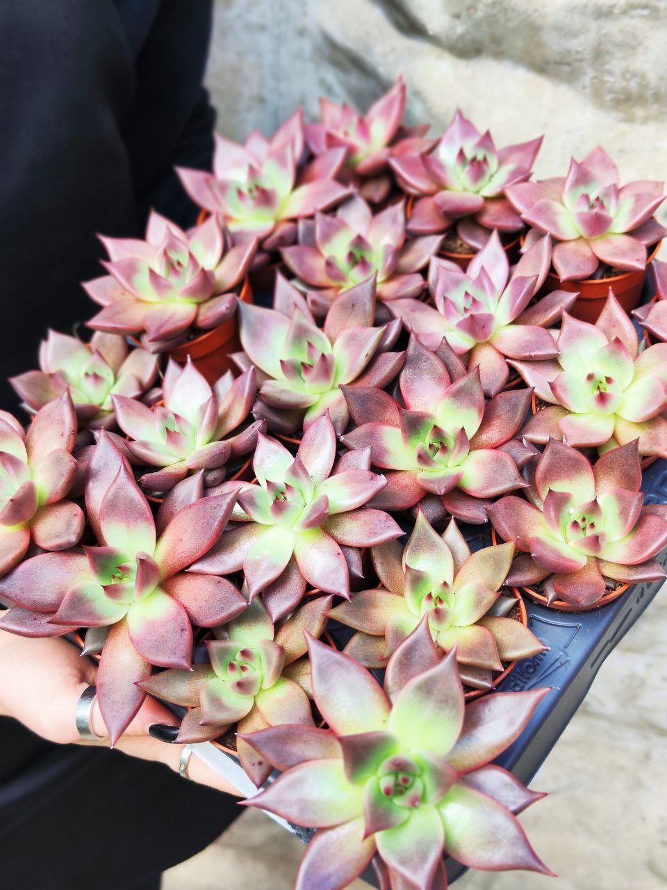 Эхеверия Таурус (Echeveria Agavoides Taurus) D5см