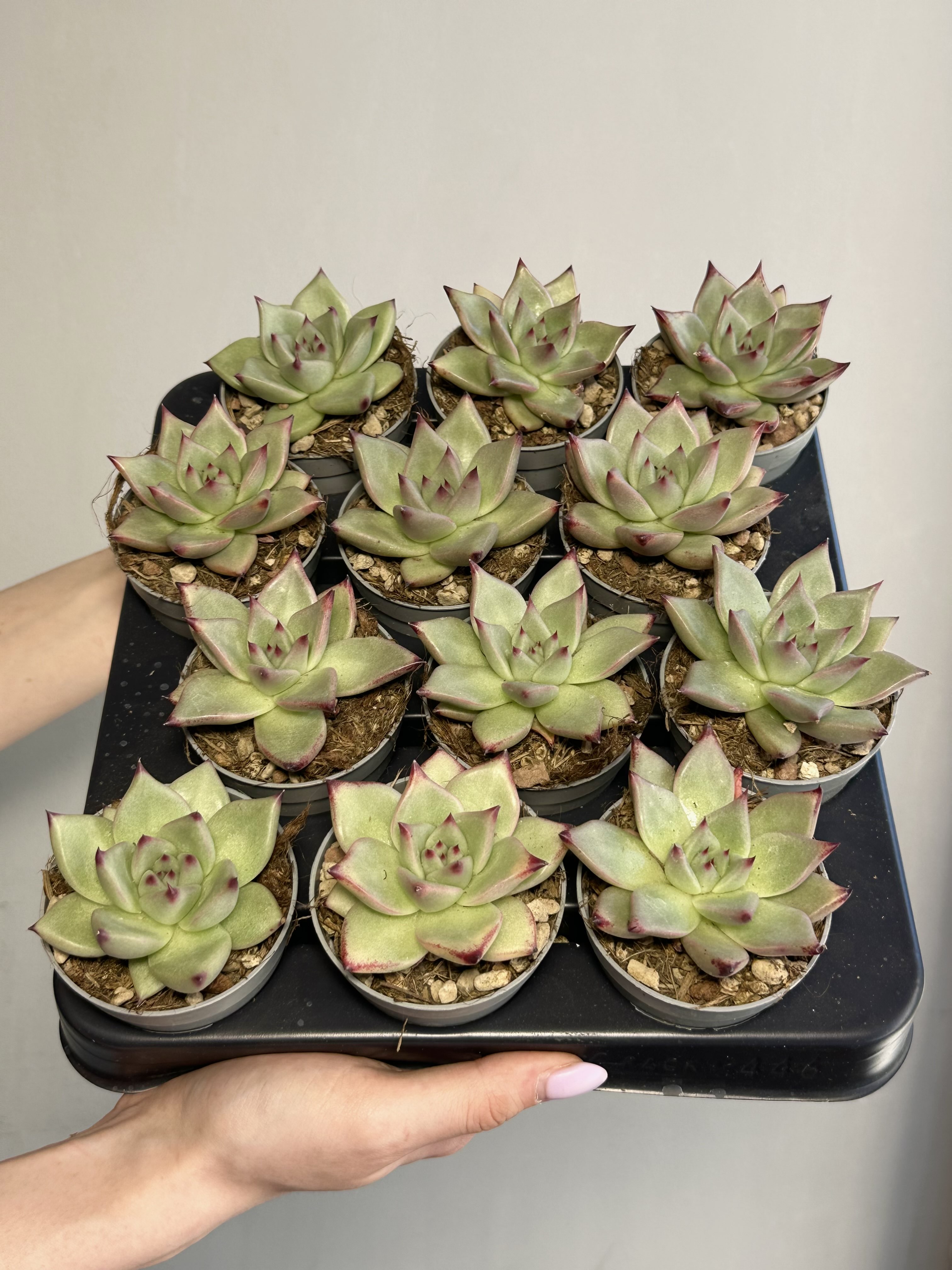 Эхеверия Агавовидес Сириус (Echeveria Agavoides Sirius) D6,5см