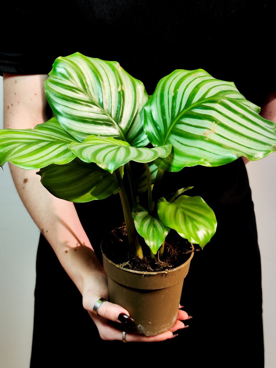 Калатея Орбифолия (Calathea Orbifolia) D11см