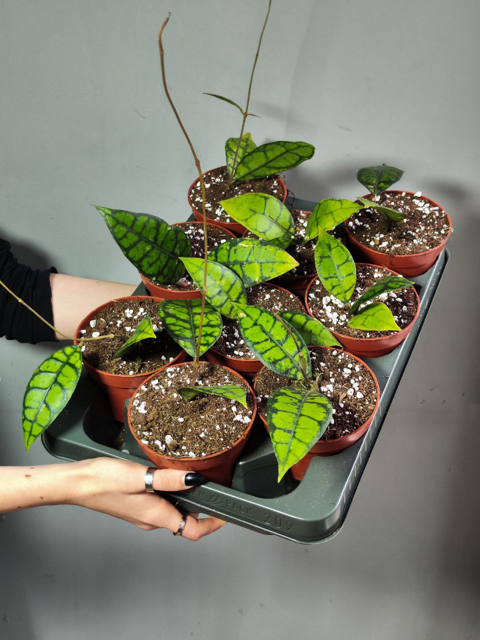 Хойя Блэк Кэт (Hoya Callistophylla Black Cat) D10см
